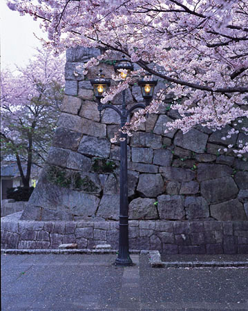 愛知県豊田市 桜城址公園 2003年4月撮影