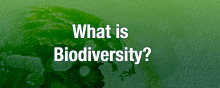 What is Biodiversity?