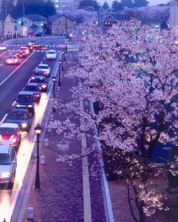 栃木県宇都宮市 陽東桜が丘 2005年4月撮影